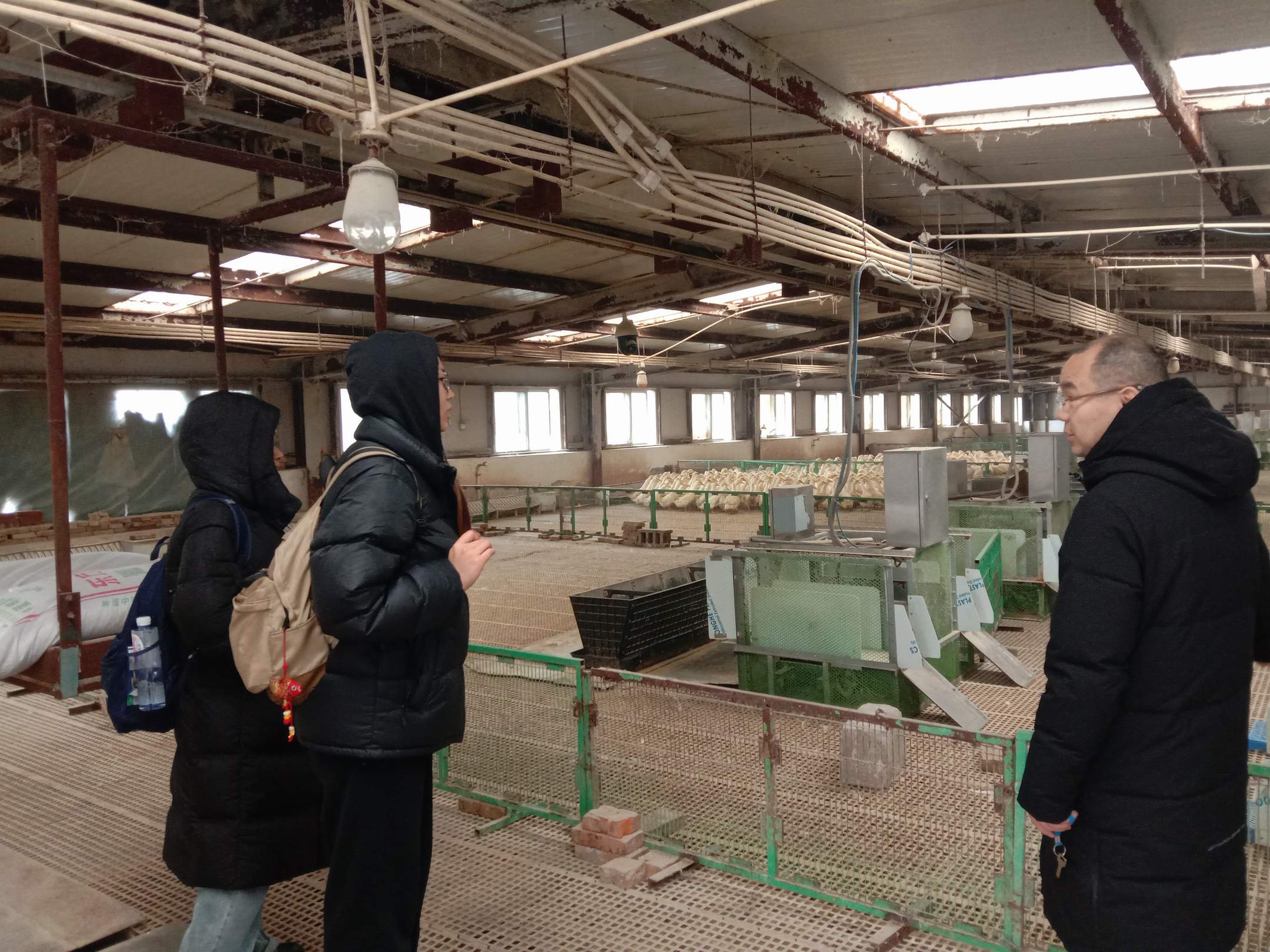 北京 建水黄褐鸭 小 20240305_103408.JPG